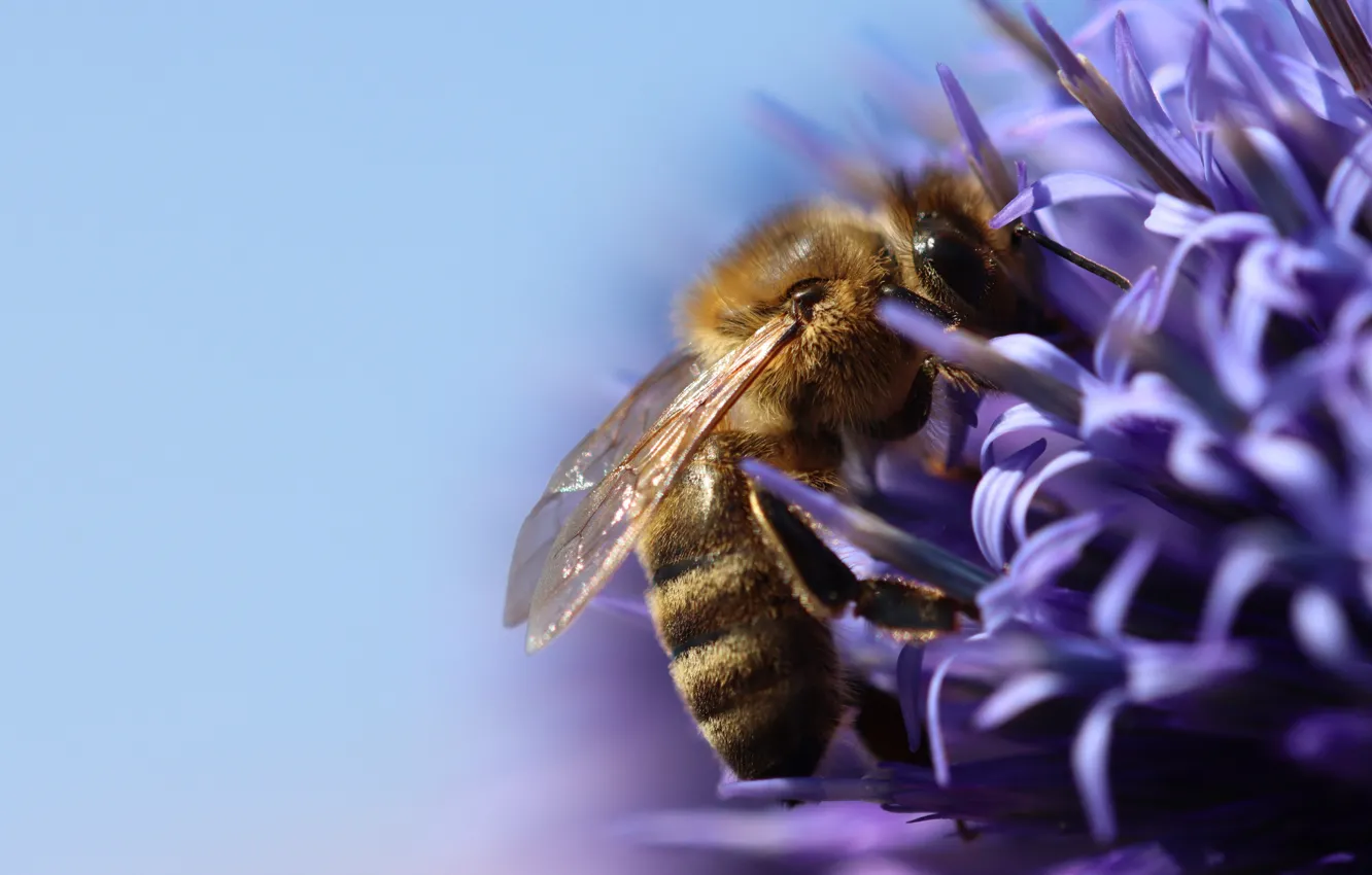 Photo wallpaper macro, flowers, bee, lilac