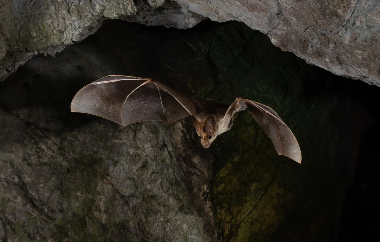 Photo wallpaper flight, darkness, bat, cave, the grotto, arch, wingspan