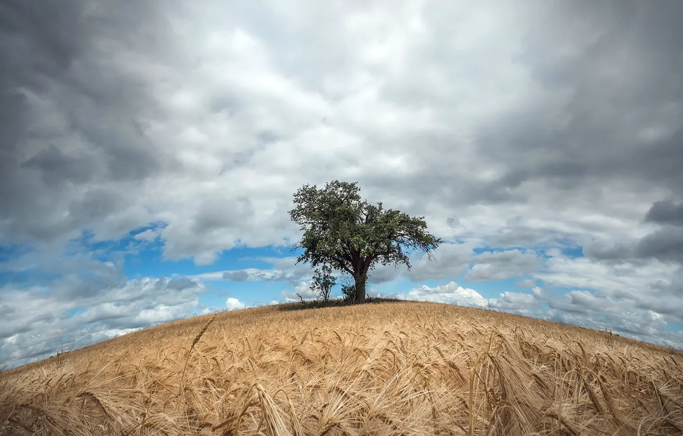 Photo wallpaper field, summer, the sky, trees, ears