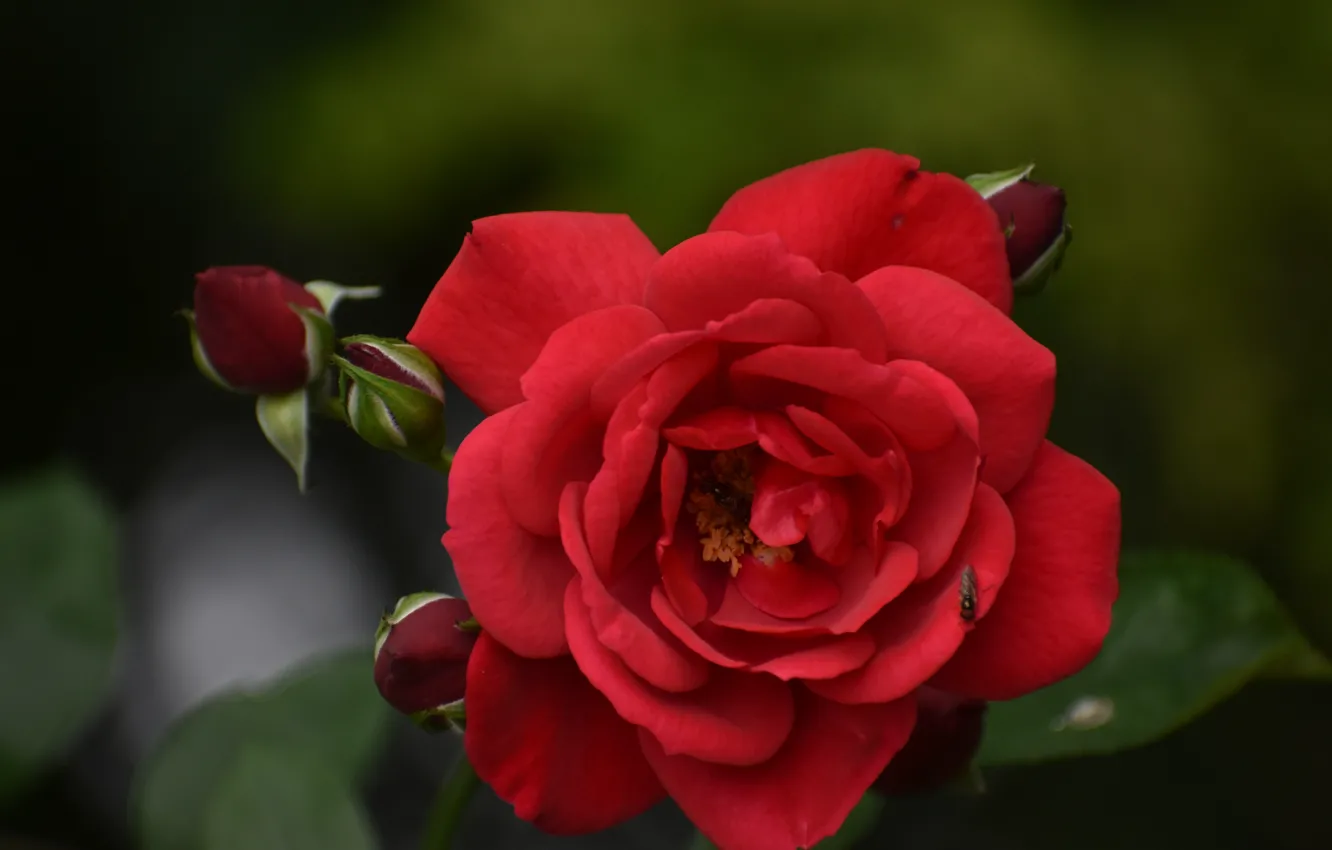 Photo wallpaper red, roses, insect, buds