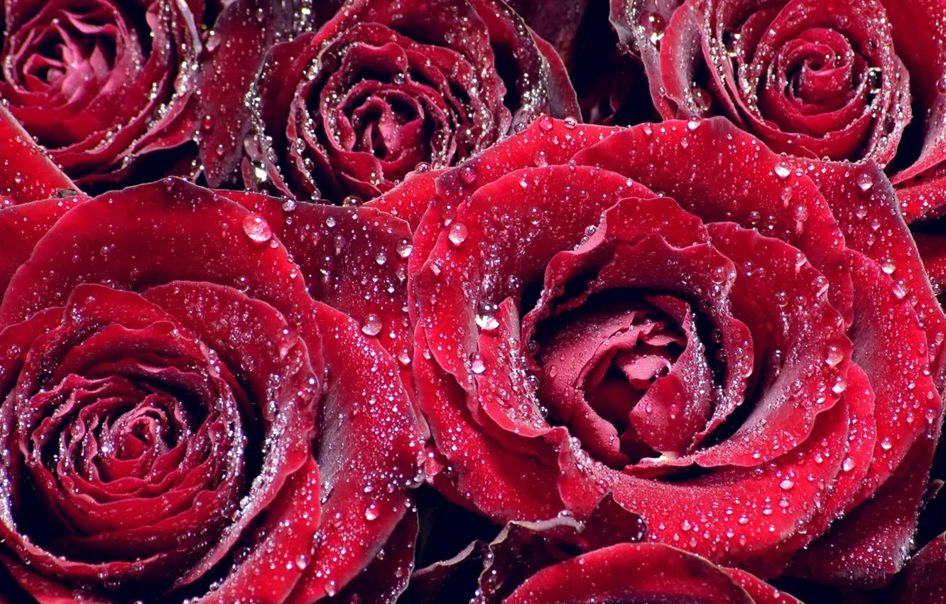 Photo wallpaper drops, Rosa, roses