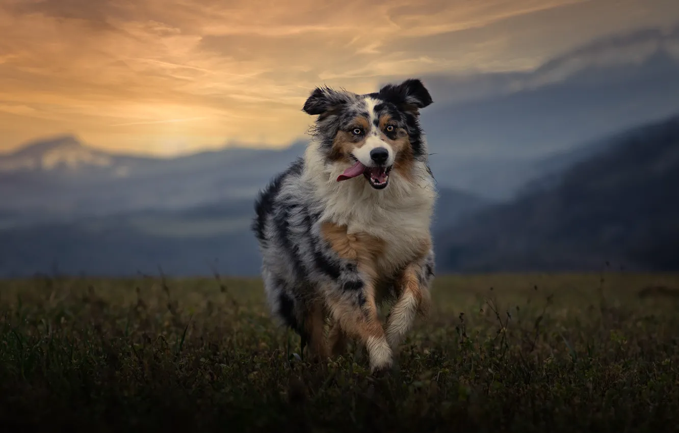 Photo wallpaper field, language, look, face, mountains, nature, dog, running