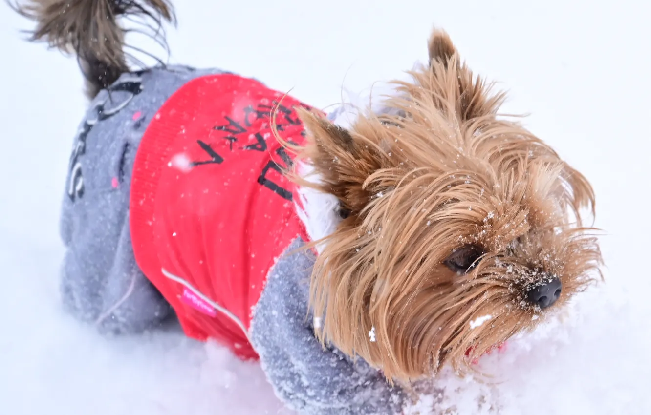Photo wallpaper snow, dog, new year, Yorkshire Terrier, dog pictures