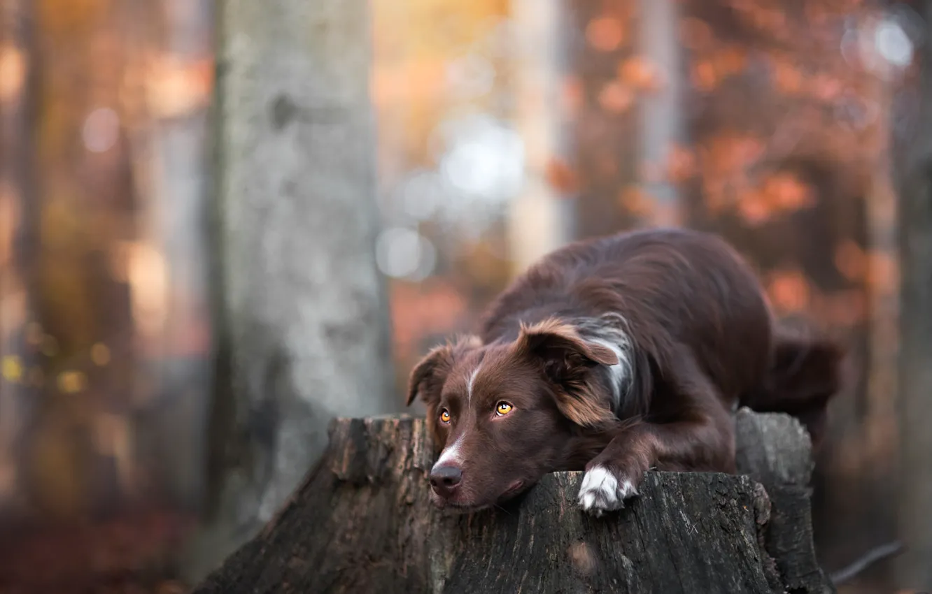 Photo wallpaper autumn, forest, look, face, leaves, trees, branches, nature
