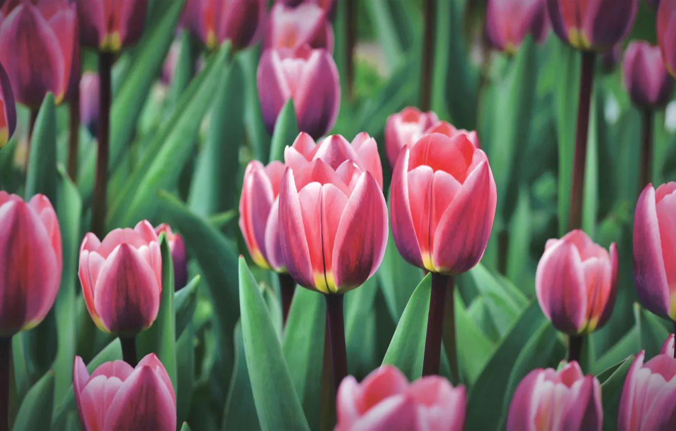 Photo wallpaper greens, leaves, flowers, spring, tulips, red, buds, flowerbed