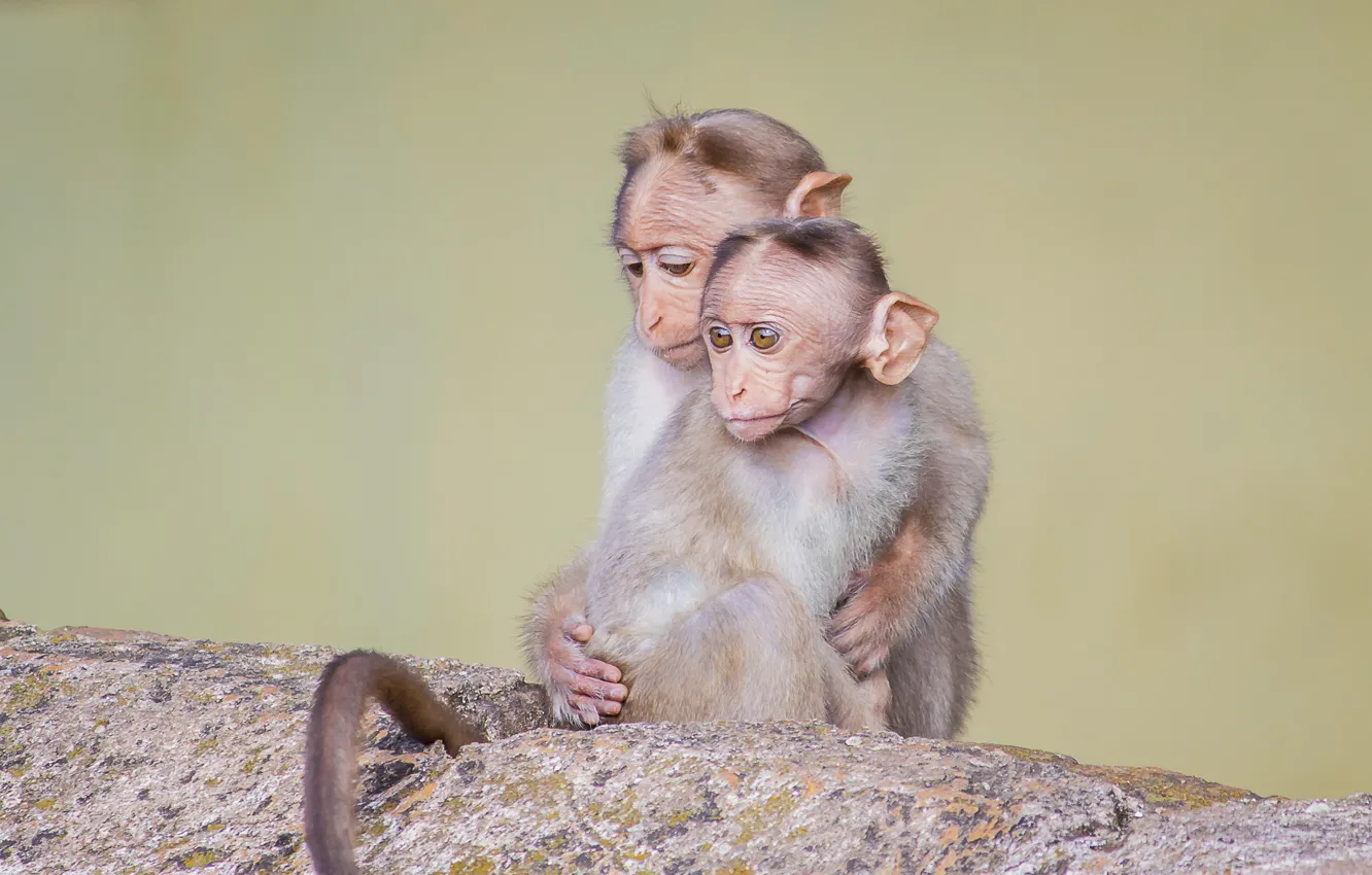Photo wallpaper animals, cute, wildlife, two little monkeys