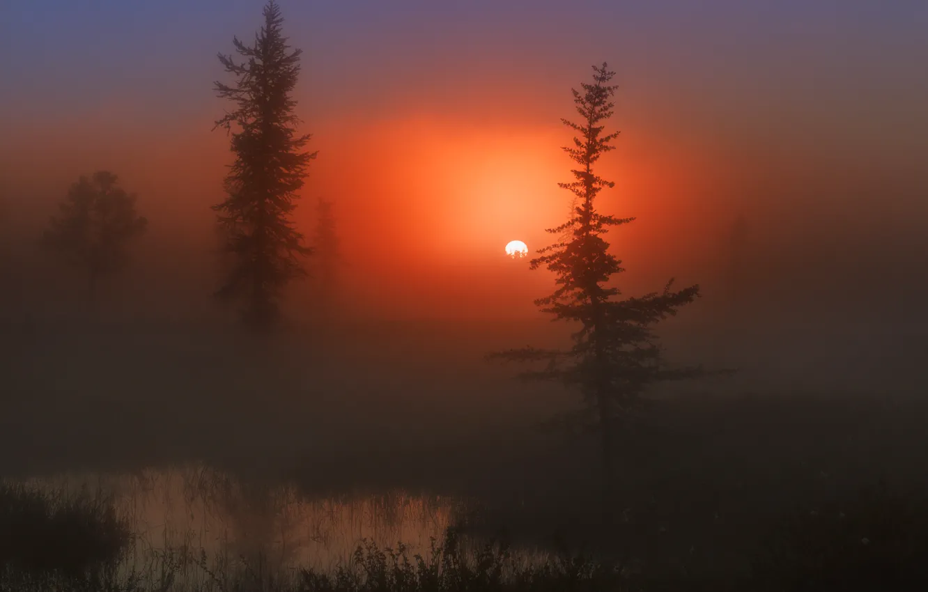 Photo wallpaper the sun, trees, fog, Morning, beautiful