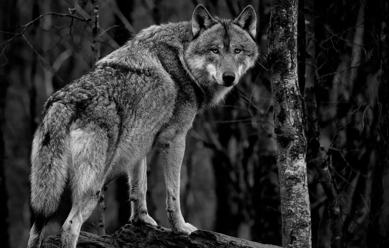 Photo wallpaper forest, look, trees, branches, pose, grey, wolf, tail