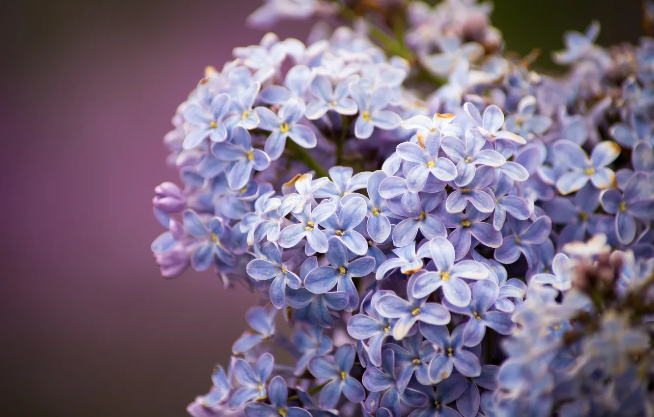 Photo wallpaper flowers, flowering, lilac, lilac