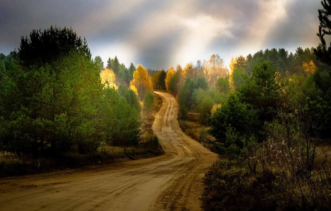 Photo wallpaper road, summer, trees, landscape