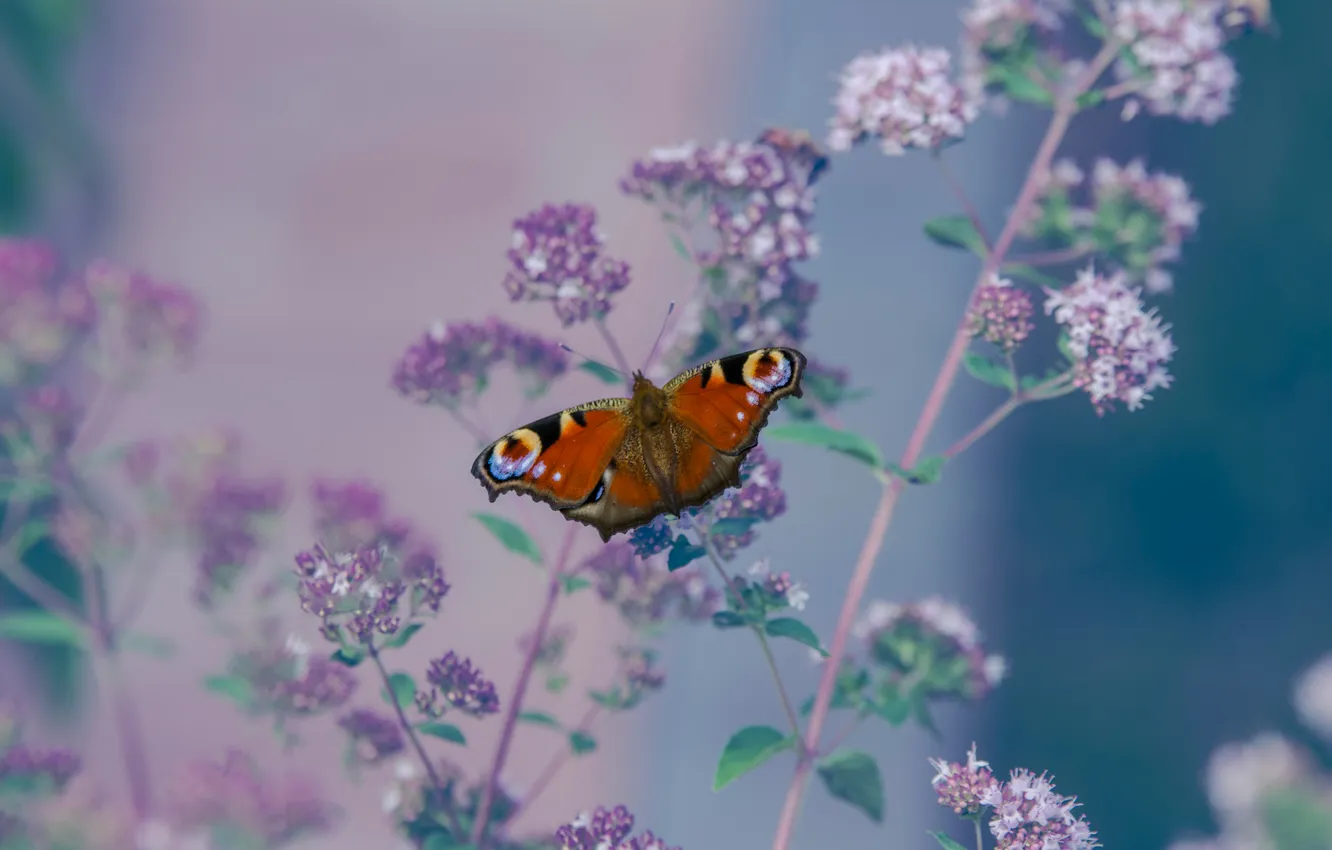 Photo wallpaper flowers, wings, stem, mol