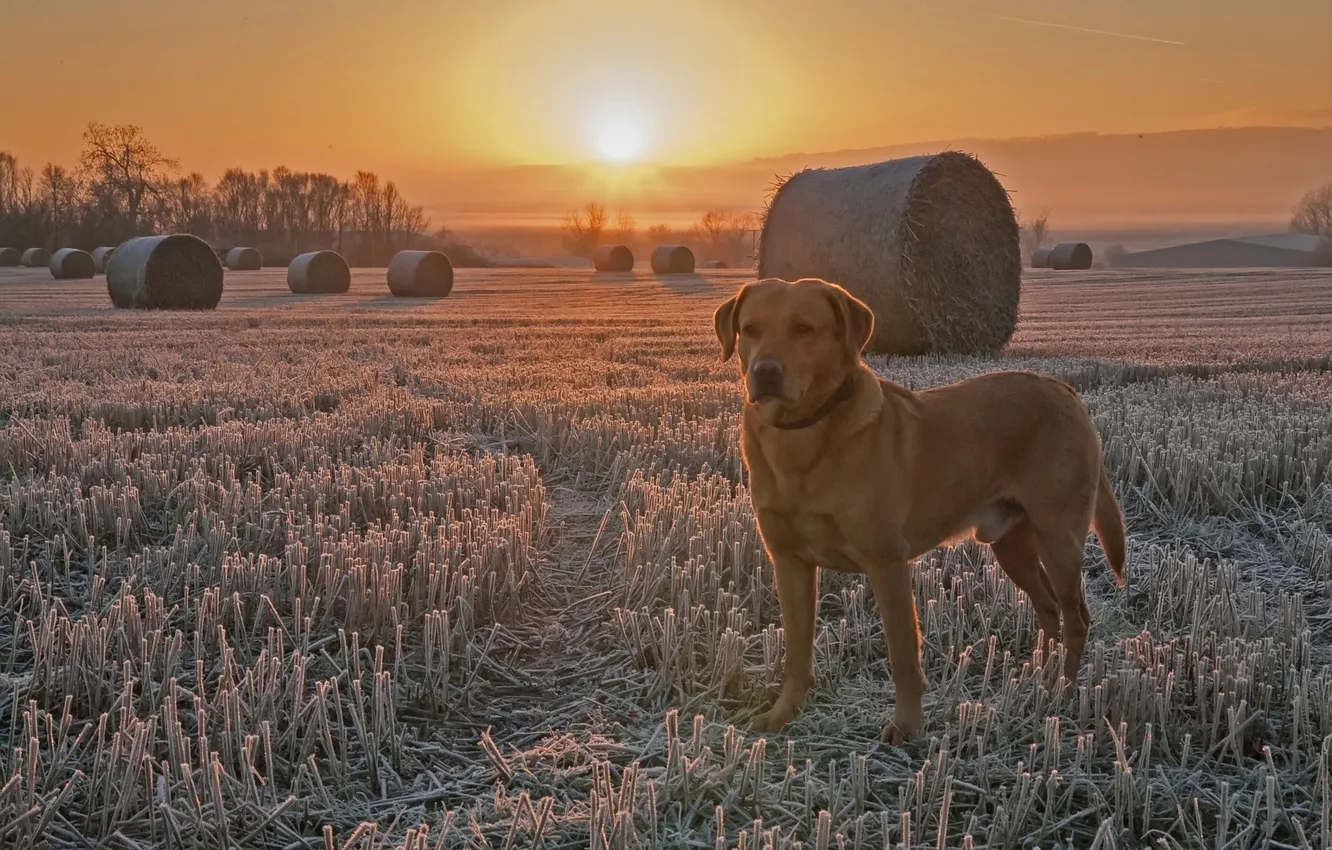 Photo wallpaper frost, field, sunset, the stubble