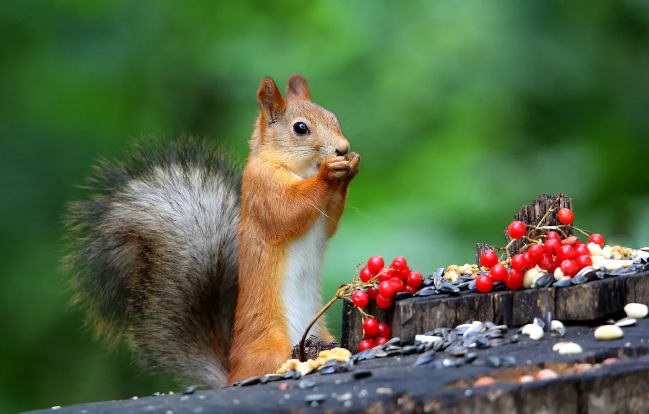 Photo wallpaper nature, pose, berries, stump, protein, seeds, stand, squirrel