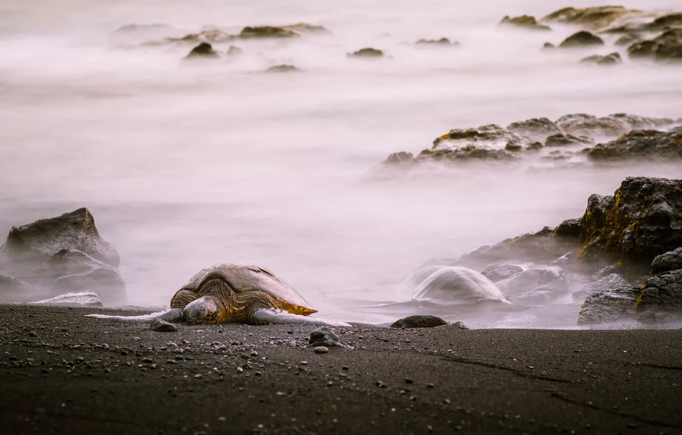 Photo wallpaper sea, shore, turtle