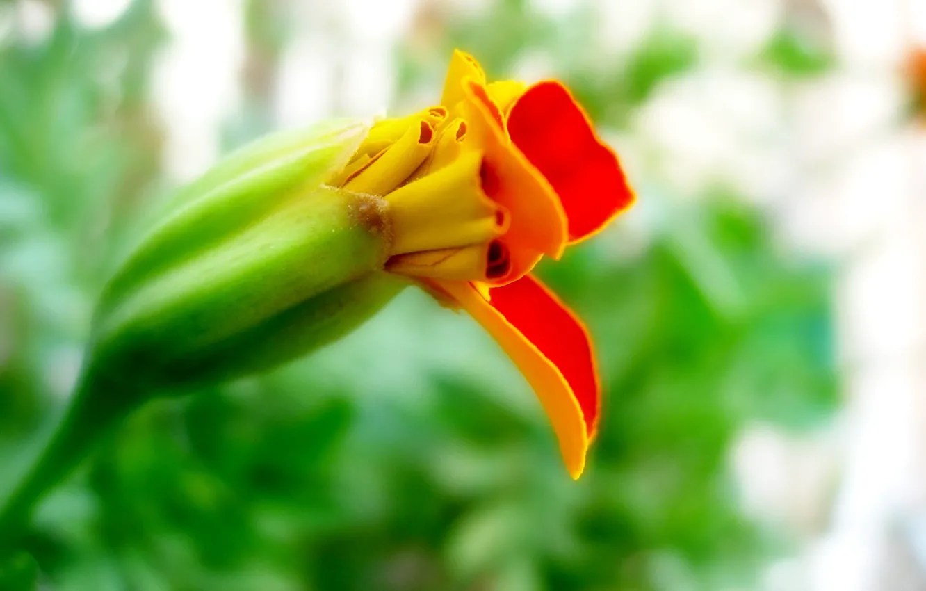 Photo wallpaper greens, Flower, Bud