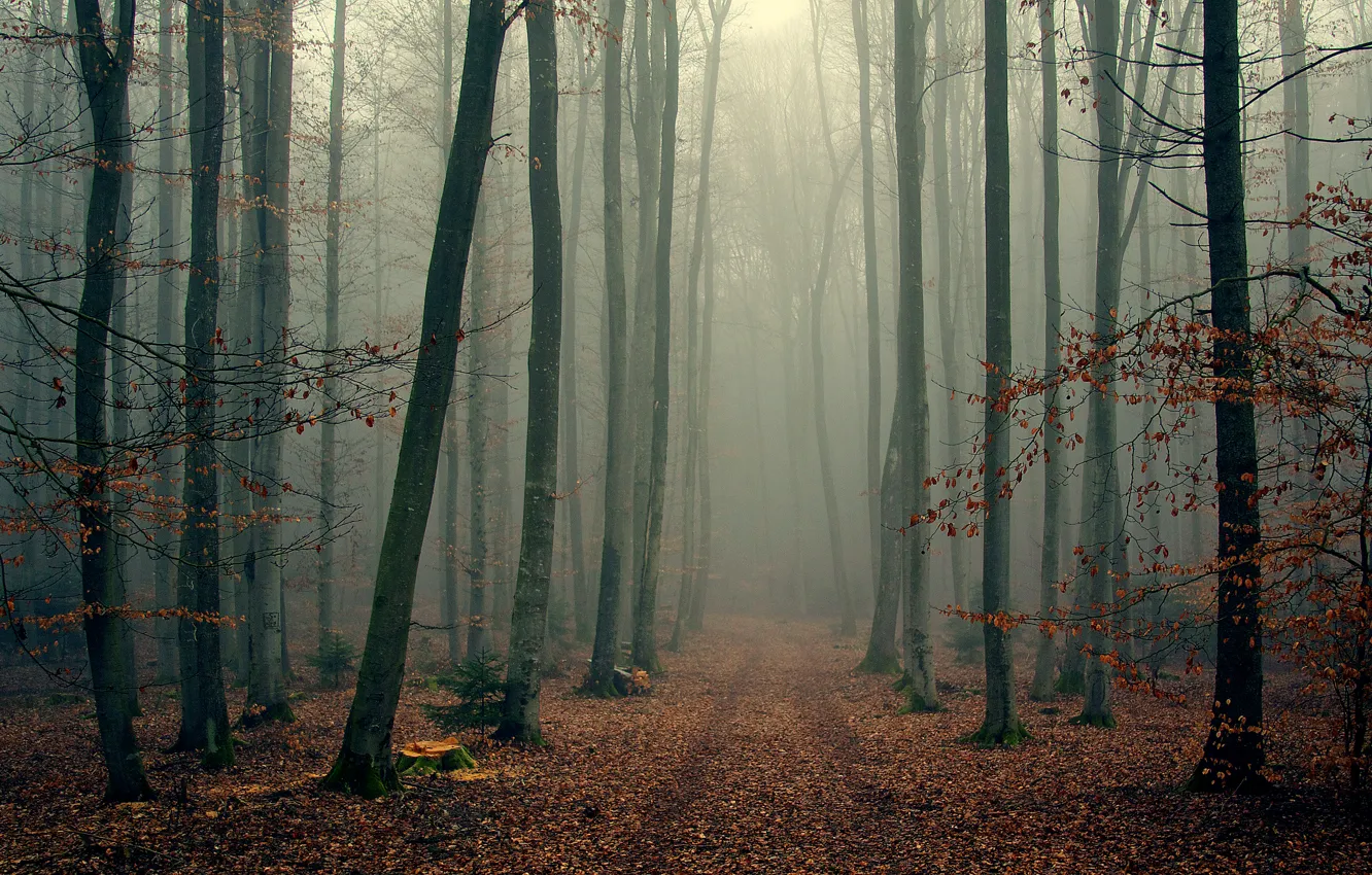 Photo wallpaper autumn, forest, trees, branches, fog, foliage, wood, foggy