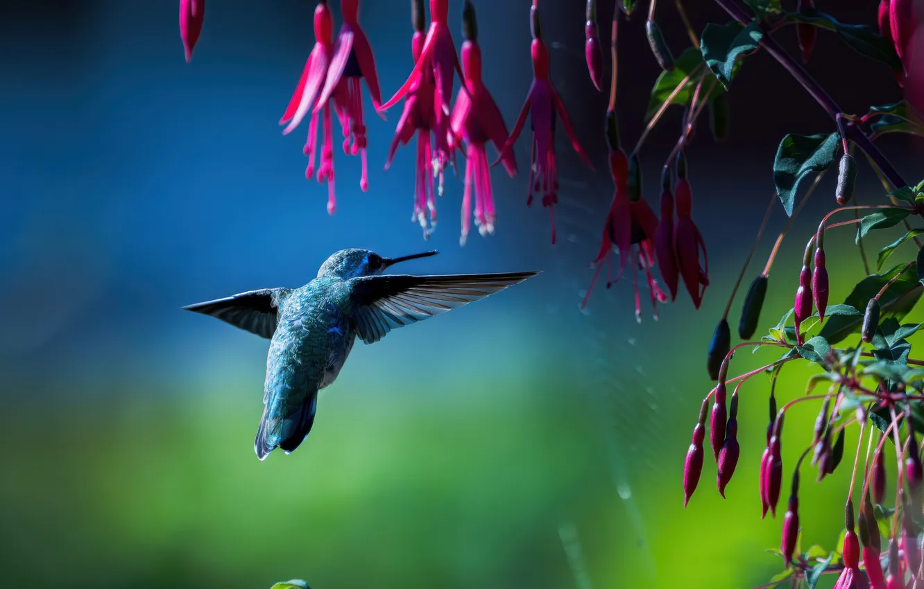 Photo wallpaper Frozen, Spread, wings, Hummingbird