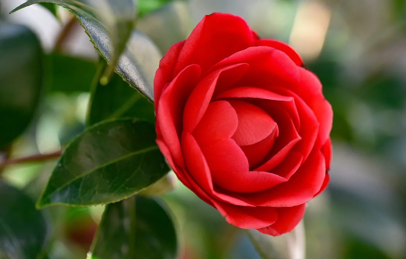 Photo wallpaper leaves, macro, petals, red, scarlet, Camellia