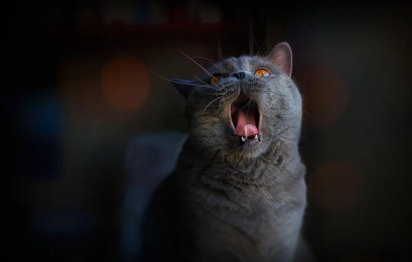 Photo wallpaper language, cat, cat, the dark background, treatment, mouth, British, looking up