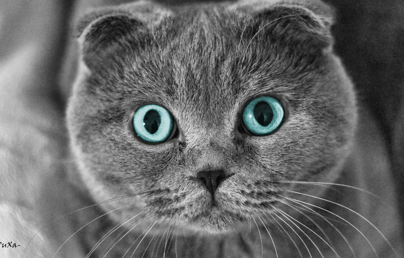 Photo wallpaper eyes, cat, pulls, Scottish fold