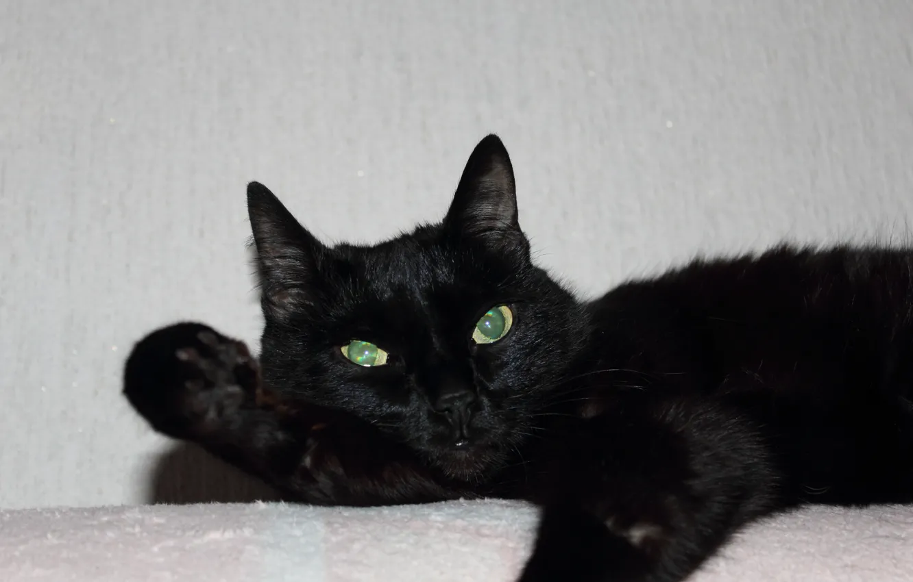 Photo wallpaper cat, animal