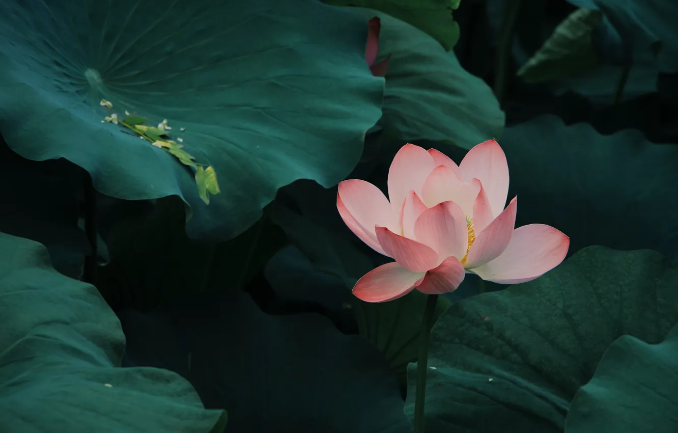 Photo wallpaper nature, green, lake, Lily