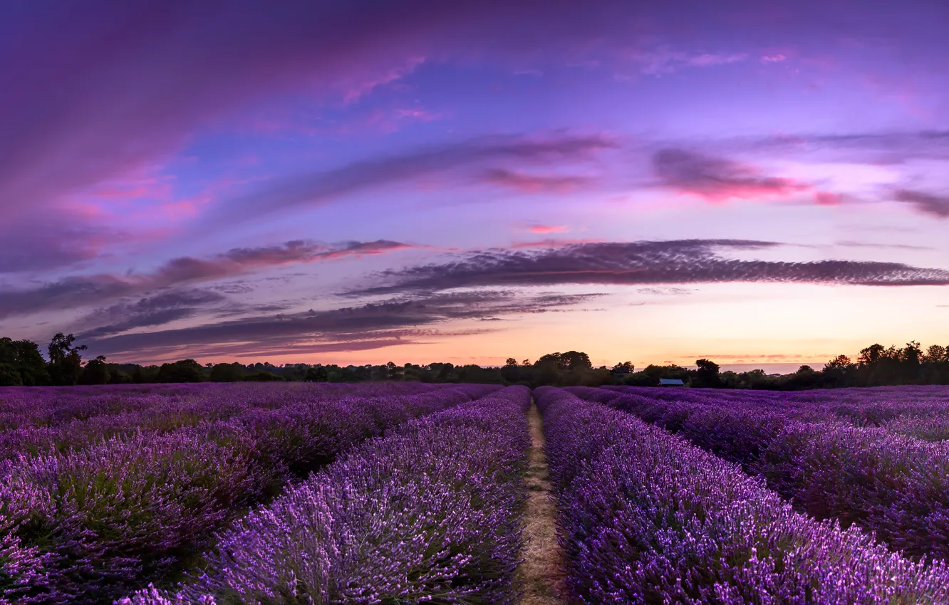 Photo wallpaper flowers, lavender, plantation, lavender field
