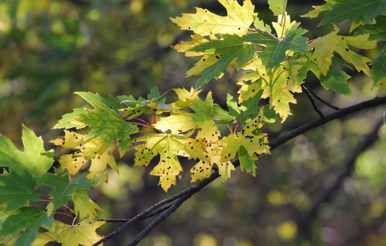 Photo wallpaper tree, leaf, twig