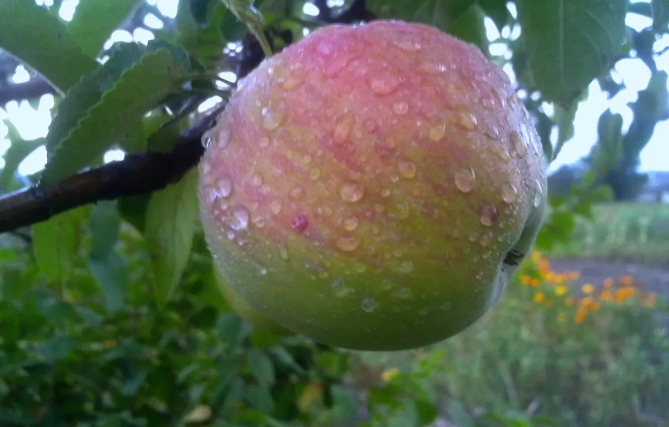 Photo wallpaper drops, rain, Apple, Summer, fruit