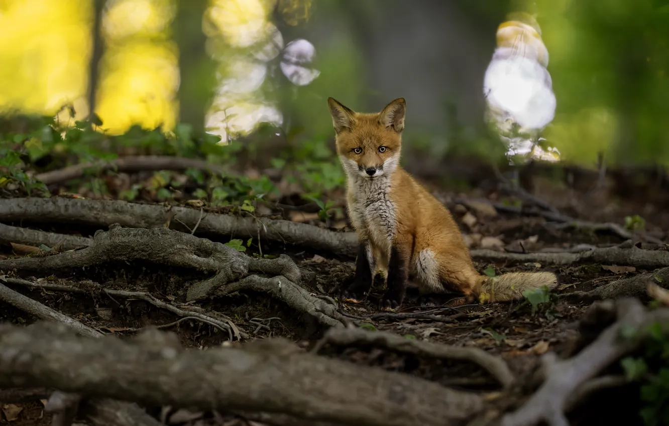 Photo wallpaper branches, Fox, Fox