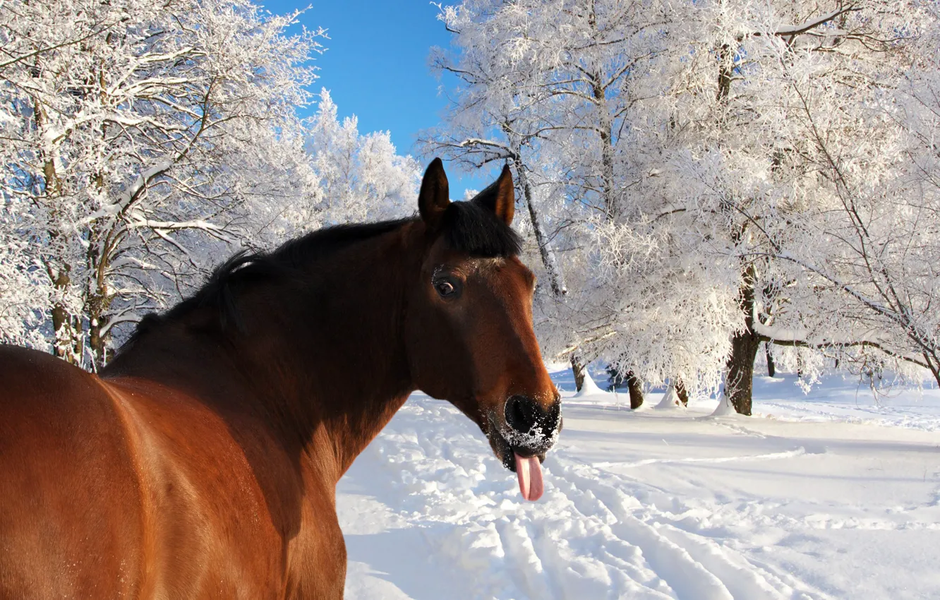 Photo wallpaper winter, language, snow, horse