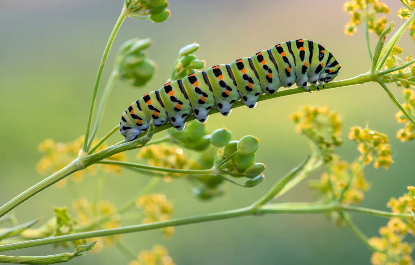 Photo wallpaper close-up, caterpillar, butterfly, plant, insect, blurred background, swallowtail