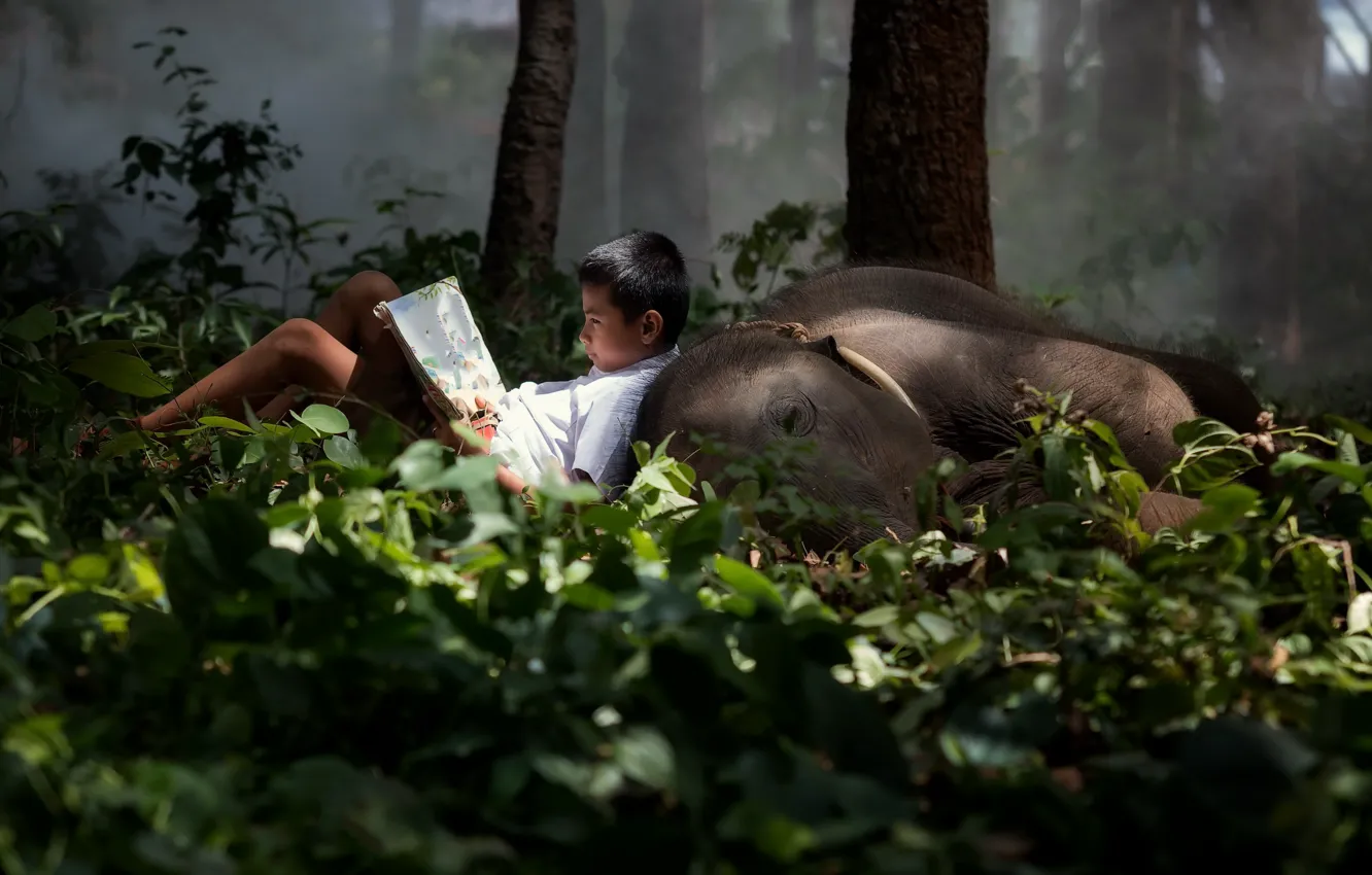 Photo wallpaper forest, elephant, boy, book
