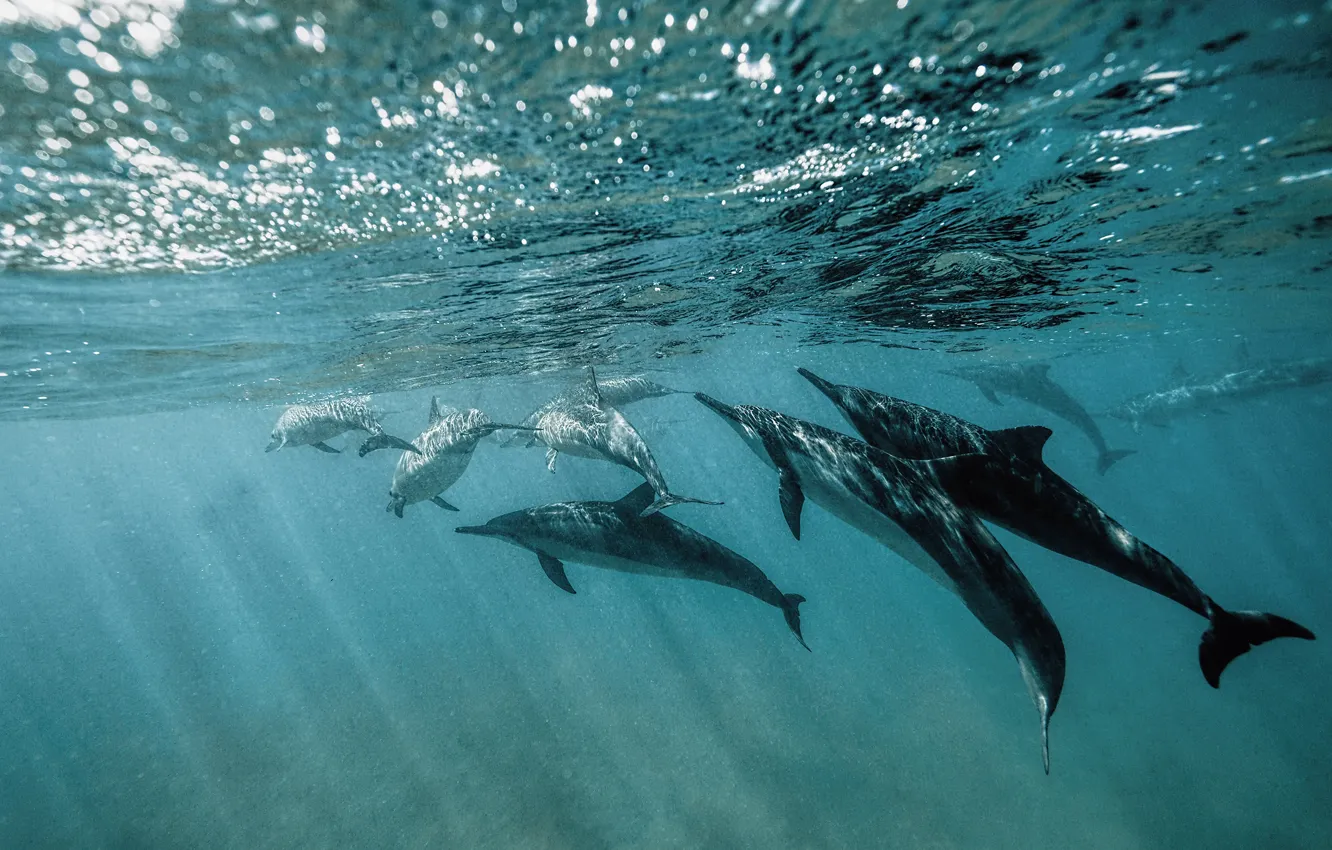 Photo wallpaper sea, wave, water, pack, dolphins, underwater world, under water, a lot