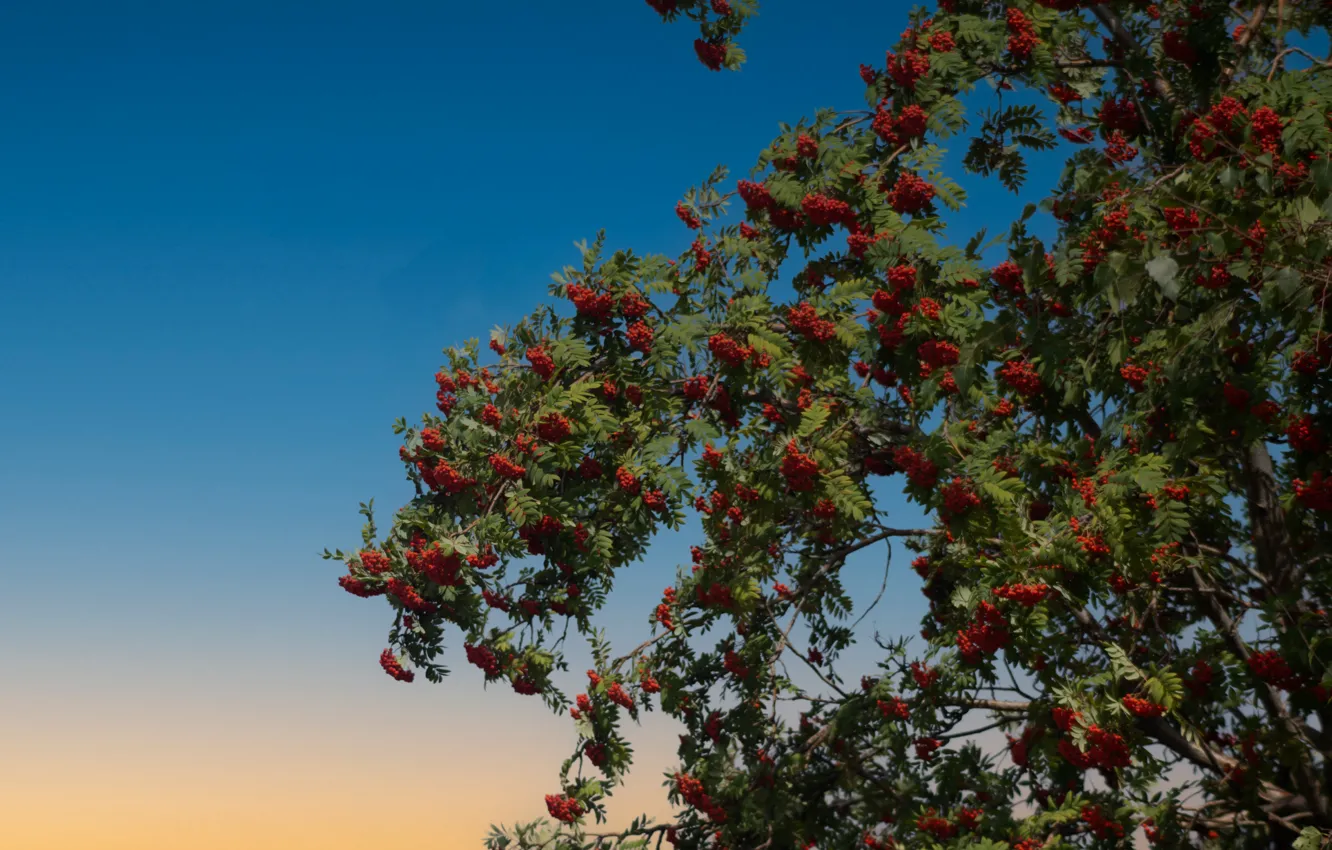 Photo wallpaper sunset, Rowan, the evening sky
