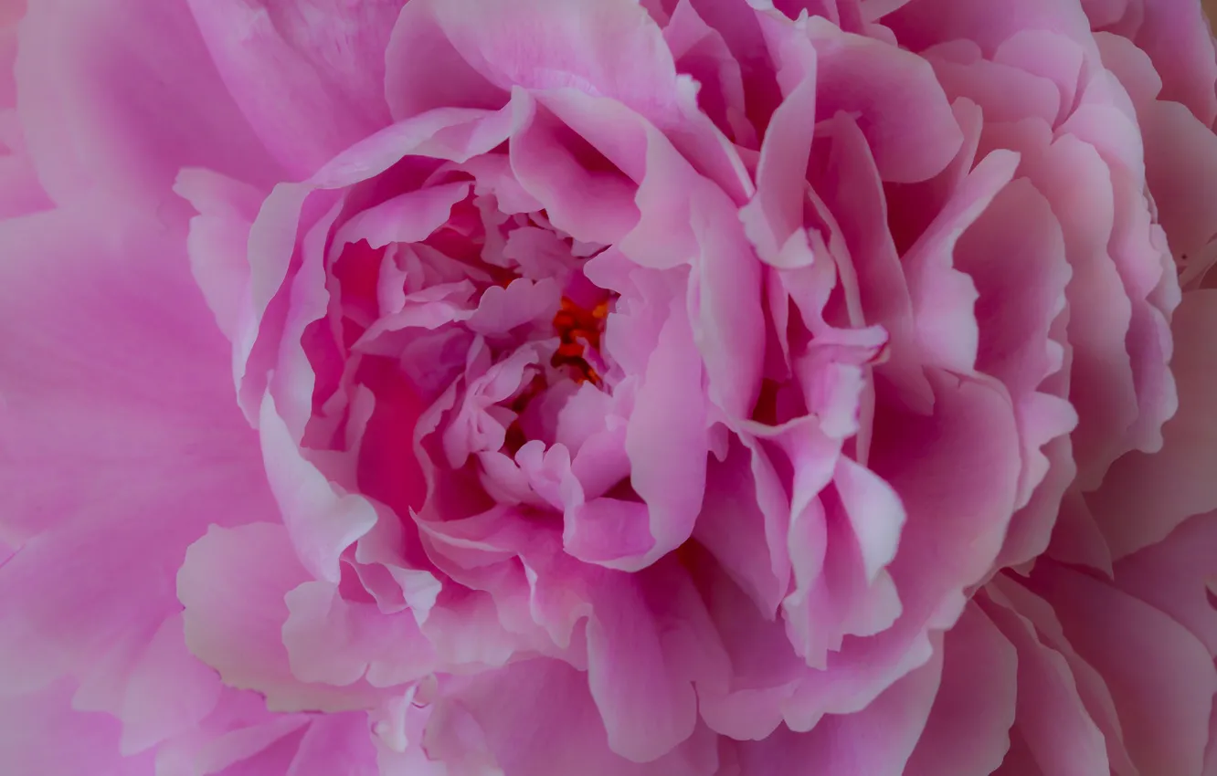 Photo wallpaper macro, pink, peonies