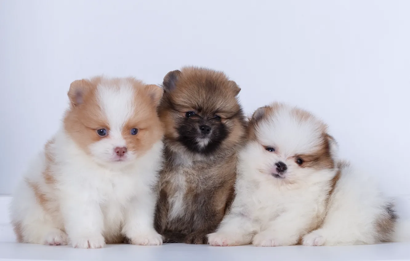 Photo wallpaper puppy, trio, Spitz