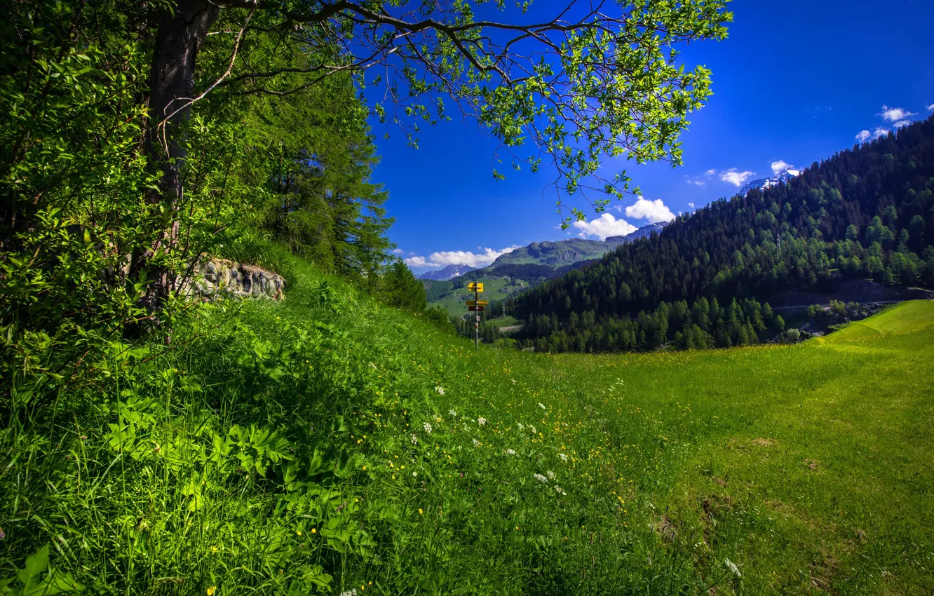 Photo wallpaper greens, field, forest, summer, the sky, grass, the sun, clouds