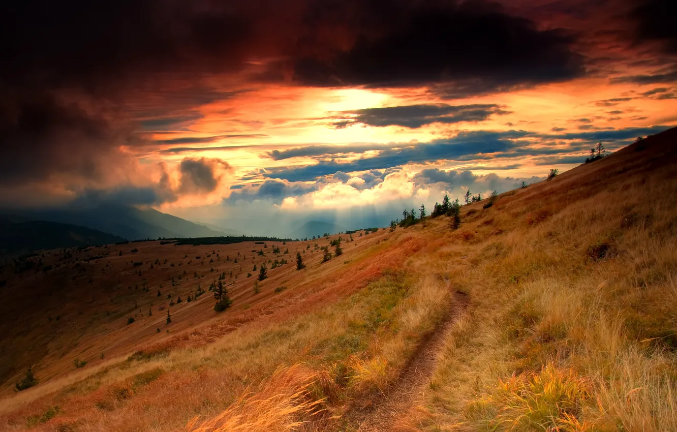 Photo wallpaper grass, clouds, rays, clouds, slope, tree