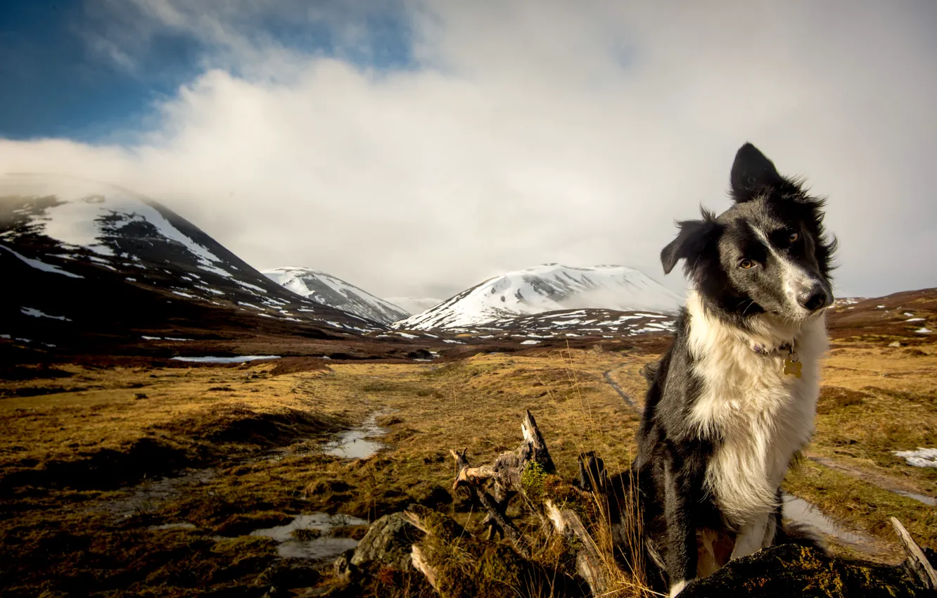 Photo wallpaper look, each, dog