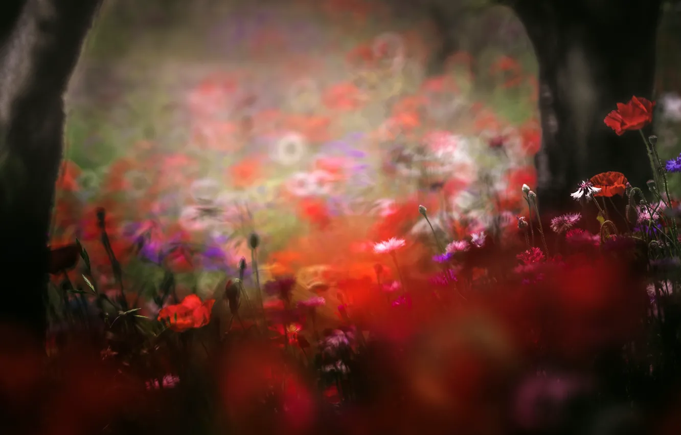 Photo wallpaper field, summer, trees, flowers, red, nature, background, mood