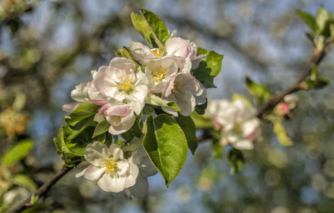 Photo wallpaper branch, spring, Apple
