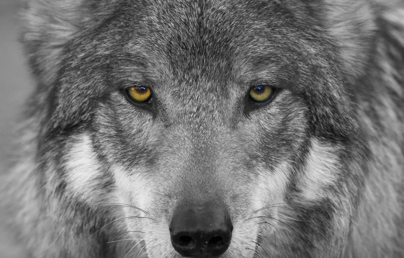 Photo wallpaper eyes, look, face, wolf, predator