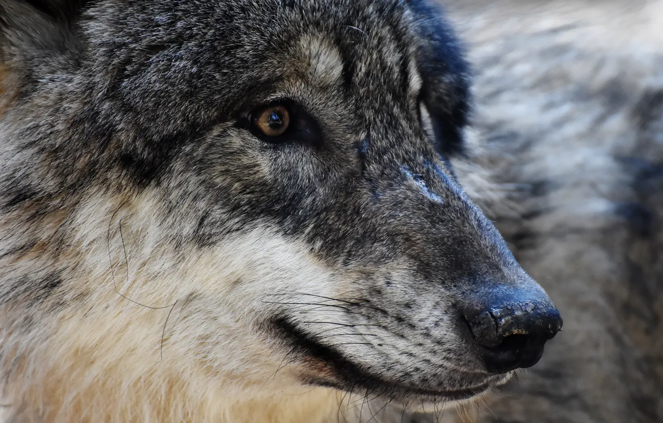 Photo wallpaper eyes, face, predator, Wolf