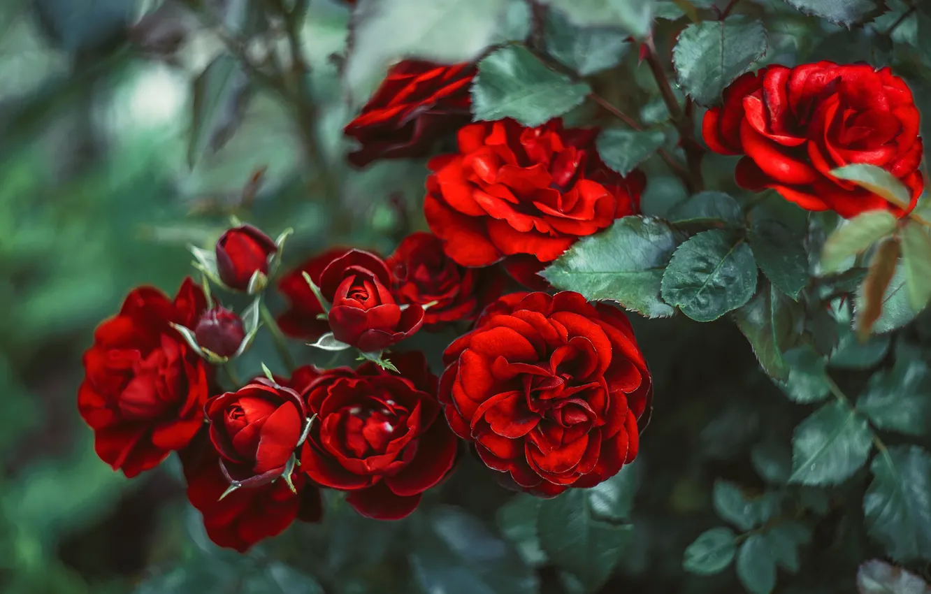 Photo wallpaper red, roses, al, Andrew Root