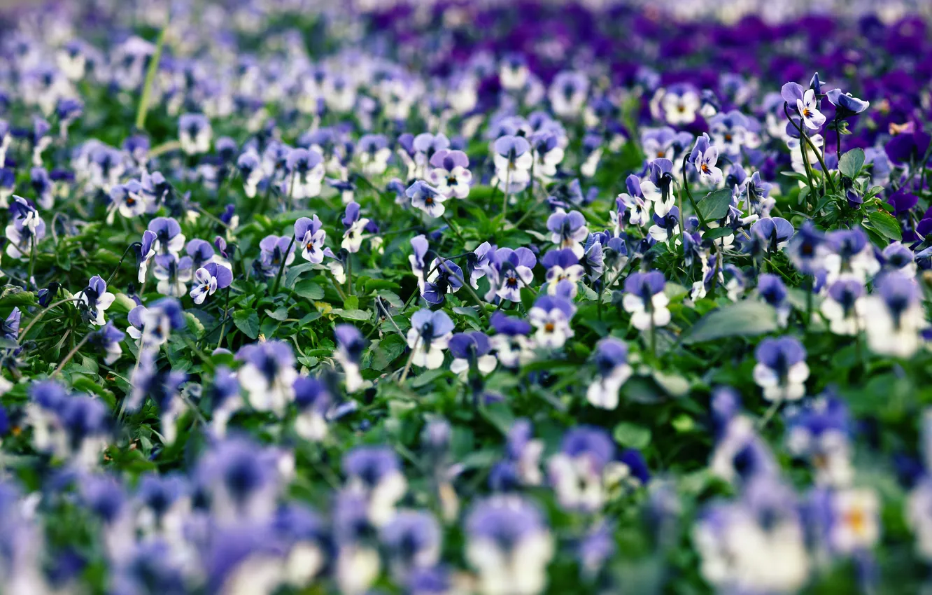 Photo wallpaper summer, flowers, blooms, Pansy