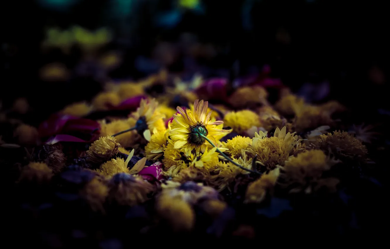 Photo wallpaper flowers, nature, background