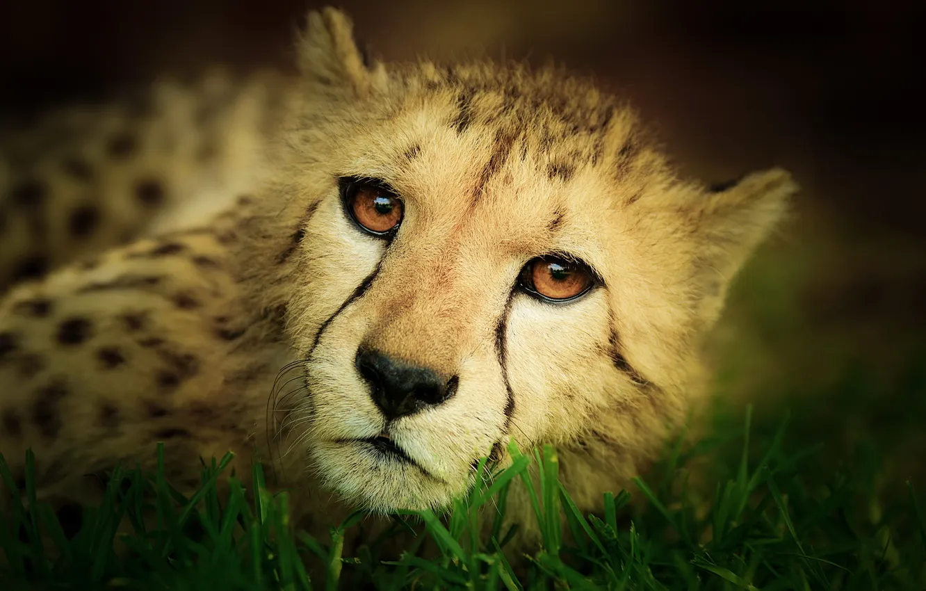 Photo wallpaper cat, face, stay, Cheetah