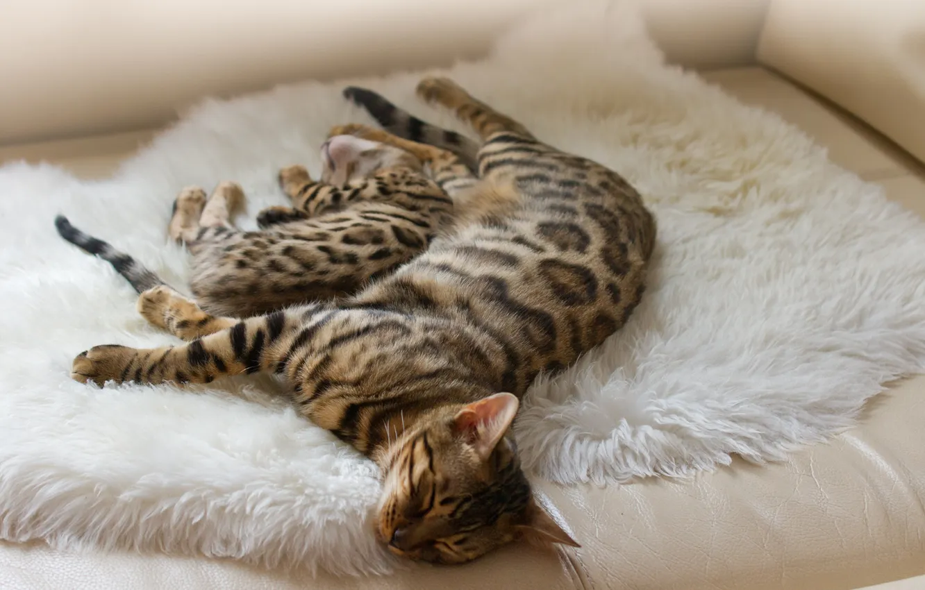 Photo wallpaper animal, stay, sleeping, color, Bengal cats
