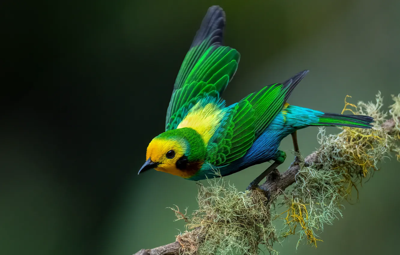 Photo wallpaper branches, background, bird, colorful, Chernouhie colored tanager